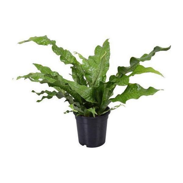 Felce Canguro - Microsorum Diversifolium - Pianta Da Appartamento - Ø17Cm - ↕45Cm - Felce Di Facile Manutenzione Per Interni - Pianta Verde Decorativa Per Casa E Ufficio-image