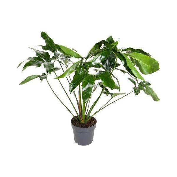 Baumfreund Philodendron Green Wonder - Ø24Cm - ↕100Cm - Pianta Da Appartamento Di Facile Manutenzione Con Grandi Foglie A Forma Di Cuore - Pianta Verde Tropicale Per Soggiorno, Ufficio E Giardino D'inverno-image