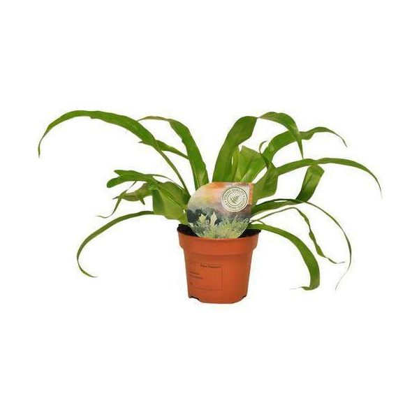 Felce Da Nido Asplenium Antiquum - Pianta D'appartamento - Ø12Cm - ↕30Cm - Felce Reniforme Decorativa Con Eleganti Fronde - Pianta Verde Di Facile Manutenzione Per Soggiorno, Ufficio E Piccole Stanze-image