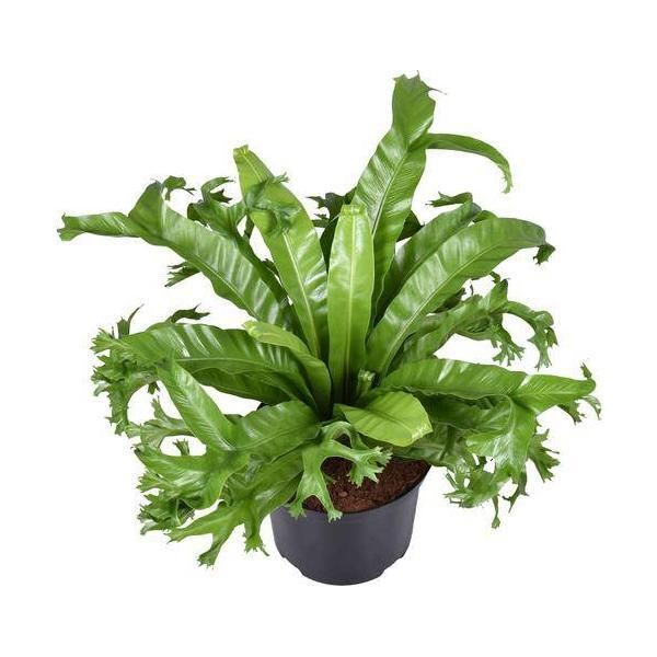 Felce Nido - Asplenium Nidus Crissie - Felce Nido D'uccello - Pianta D'appartamento - Ø23Cm - ↕55Cm - Facile Da Curare E Purificante Dell'aria-image