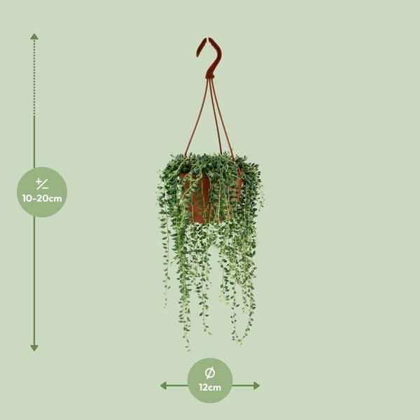 Pianta Di Piselli - Senecio Herreianus - Pianta Da Appartamento - Ø12Cm - Altezza Circa 20Cm - Succulenta Di Facile Cura Con Foglie Ricadenti Simili A Piselli-image