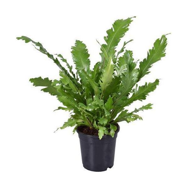 Felce Da Nido - Asplenium Nidus - Pianta D'appartamento - Ø17Cm - Altezza Circa 45Cm - Felce Decorativa E Di Facile Manutenzione Per Casa E Ufficio-image
