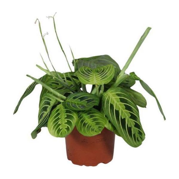 Pianta Di Radice Di Freccia - Maranta Leuconeura Fascinator Lemon Lime - Pianta Da Preghiera - Pianta D'appartamento - Ø12Cm - Altezza Circa 30Cm - Pianta Tropicale Che Purifica L'aria-image