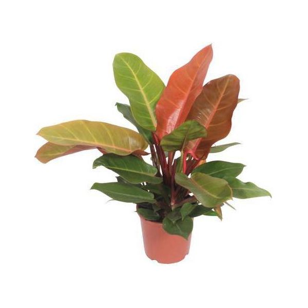 Baumfreund - Philodendron Prince Of Orange - Pianta D'appartamento - Ø17Cm - ↕45Cm - Pianta Verde Tropicale Con Fogliame Arancione Per Soggiorno E Ufficio-image