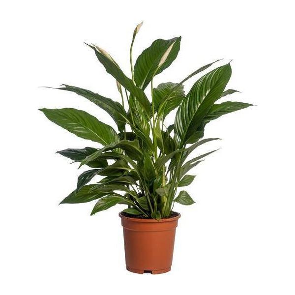 Spathiphyllum Vivaldi - Ø17Cm - ↕70Cm - Giglio Della Pace Di Facile Manutenzione Con Fiori Bianchi - Pianta D'appartamento Che Purifica L'aria Per Soggiorno, Camera Da Letto E Ufficio-image
