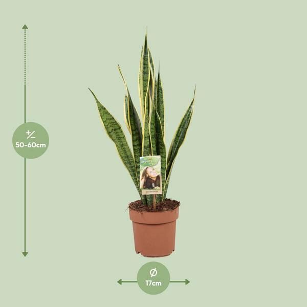 Canapa A Fiocco - Sansevieria Trifasciata Laurentii - Lingua Di Suocera - Pianta Da Appartamento - Ø17Cm - ↕60Cm - Facile Da Curare E Purificante Dell'aria-image