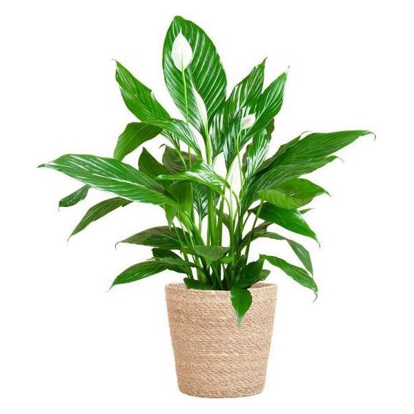 Scheidenblatt - Spathiphyllum - ↕80 Cm - Vaso Ø21 Cm + Cesto Naturale "Sofia"" - Pianta Da Appartamento Con Fiori Bianchi - Facile Da Curare E Purificante Dell'aria"-image