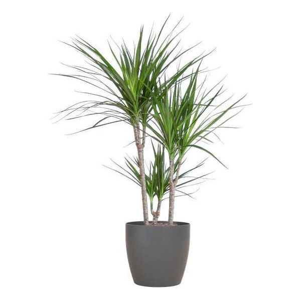 Albero Del Drago - Dracaena Marginata - ↕95 Cm - Vaso Ø21 Cm + Vaso Design "Viber"" Grigio - Pianta D'appartamento Di Facile Cura - Purificante Dell'aria E Decorativa"-image