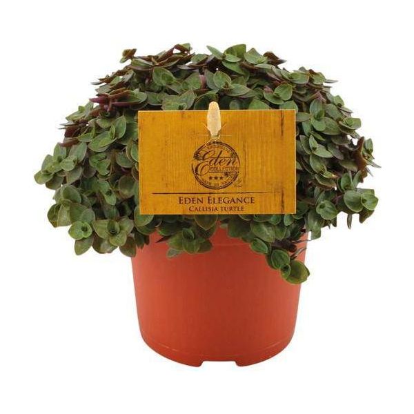 Callisia Repens - Cuscino Di Bellezza Strisciante - Ø10,5 Cm - ↕15 Cm - Popolare Pianta D'appartamento Con Viticci Pendenti - Facile Da Curare E Decorativa - Pianta Verde Che Purifica L'aria-image