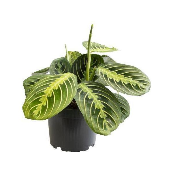 Pianta D'appartamento - Maranta Lemon Lime - Ø12Cm - Altezza Circa 30Cm - Esotica E Facile Da Curare - Per Il Soggiorno, L'ufficio E La Luce Indiretta-image