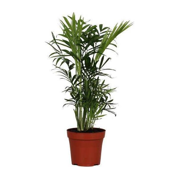 Palma Di Montagna Messicana - Chamaedorea Elegans - Pianta D'appartamento - Ø12Cm - ↕40Cm - Palma Di Montagna Nana Di Facile Cura Dal Sapore Tropicale - Palma Verde Per Casa E Ufficio-image