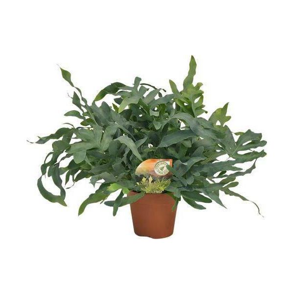 Felce Maculata - Phlebodium Aureum 'Blue Star' - Ø17Cm - 60Cm Di Altezza - Pianta D'appartamento - Purificante Dell'aria E Decorativa - Fogliame Di Felce Bluastro Per Soggiorno E Ufficio-image