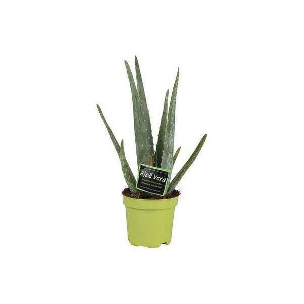 Vera Aloe Vera - Pianta Da Appartamento - Ø10,5 Cm - Altezza Circa 35 Cm - Pianta Medicinale Di Facile Manutenzione Con Foglie Spesse E Carnose-image