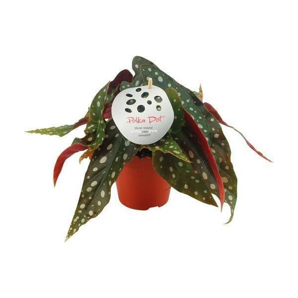 Begonia Trota - Begonia Maculata - Pianta Da Appartamento - Ø12Cm - ↕20Cm - Pianta Decorativa Verde Con Foglie Punteggiate - Facile Da Curare E Accattivante-image