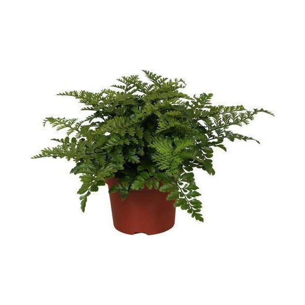 Felce Da Nido - Asplenium Parvati - Pianta Da Appartamento - Ø12Cm - ↕25Cm - Felce Decorativa Con Eleganti Fronde - Pianta Verde Di Facile Manutenzione Per Interni-image