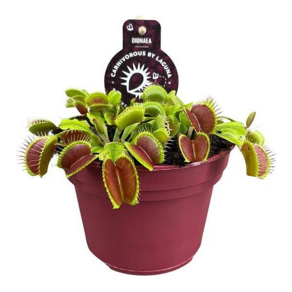 Trappola Di Venere - Dionaea Muscipula - Pianta Carnivora - Ø12Cm - ↕12Cm - Pianta D'appartamento Esotica Con Foglie Intrappolanti - Facile Da Curare E Affascinante-image
