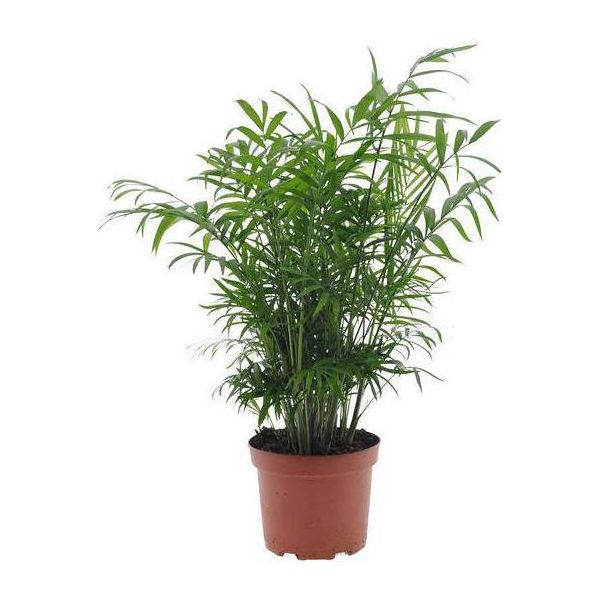 Palma Di Montagna Messicana - Chamaedorea Elegans - Pianta Da Appartamento - Ø17Cm - ↕50Cm - Palma Di Facile Manutenzione Con Proprietà Di Purificazione Dell'aria-image