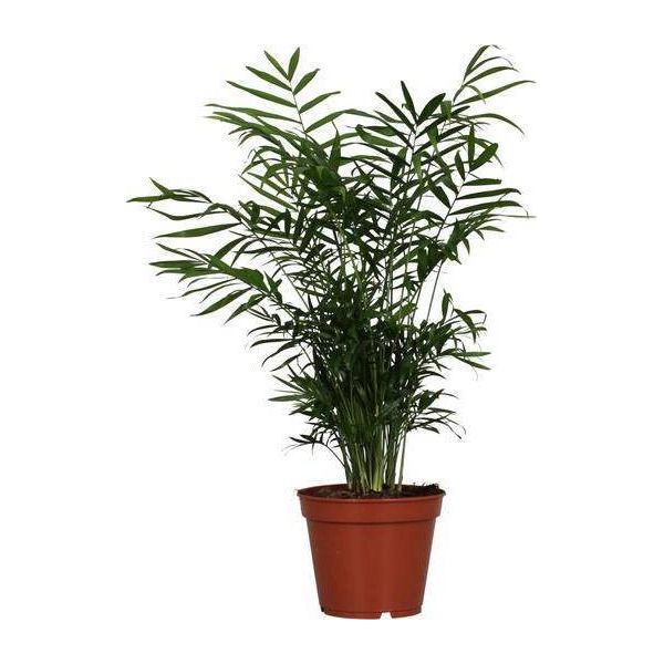 Palma Di Montagna Messicana - Chamaedorea Elegans - Pianta D'appartamento - Ø17Cm - Altezza 55Cm - Pianta Verde Purificatrice D'aria Di Facile Manutenzione Per Soggiorno E Ufficio-image