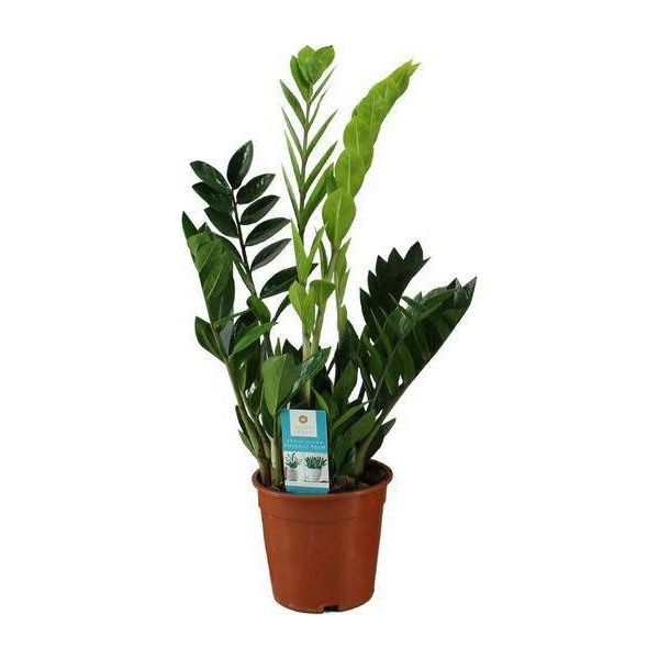 Piuma Fortunata - Zamioculcas Zamiifolia - Pianta Da Appartamento - Ø17Cm - ↕65Cm - Pianta Verde Di Facile Cura Per Interni - Pianta Dal Fogliame Ornamentale Robusto E Decorativo-image