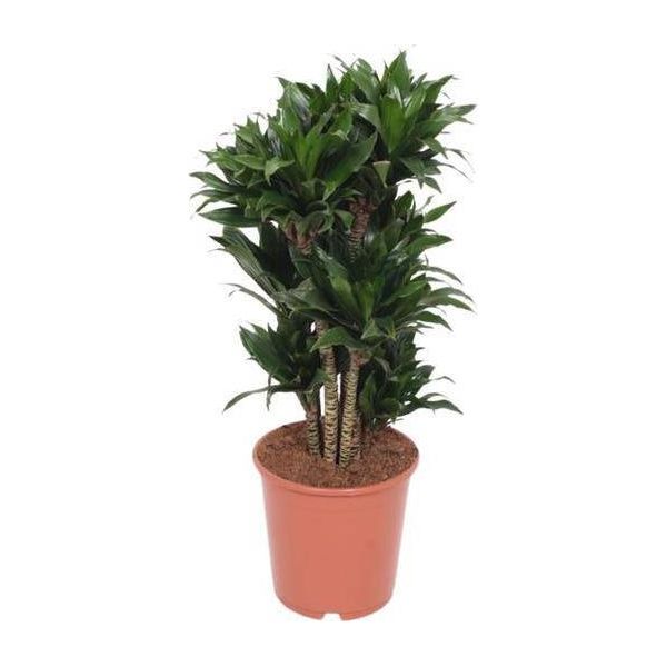 Drago - Dracaena Compacta - Pianta D'appartamento - Ø24Cm - ↕80Cm - Pianta Purificatrice D'aria Di Facile Cura Per Casa E Ufficio-image