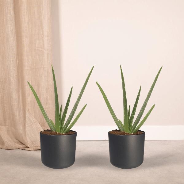 Aloe Vera Succulenta - 2 Piante - Altezza Circa 40 Cm - Ø 12 Cm - Piante D'appartamento Di Facile Manutenzione - Purificatrici D'aria E Decorative-image
