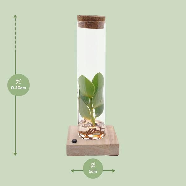 Clusia In Vetro Tubolare Con Led - Ø5Cm - ↕10Cm - Pianta Idroponica Decorativa - Elegante Decorazione In Vetro Per Casa E Ufficio-image