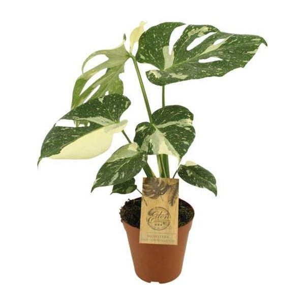 Monstera Deliciosa 'Thai Constellation' - Foglia Di Finestra - Ø15Cm - ↕50Cm - Rara Pianta Da Appartamento Con Foglie Variegate - Facile Da Curare E Decorativa-image