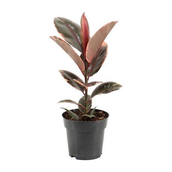 Albero Della Gomma - Ficus Elastica Belize - Ø17Cm - ↕55Cm - Elegante Pianta Da Appartamento Con Fogliame Decorativo - Facile Da Curare E Purificante Dell'aria - Ideale Per Il Soggiorno E L'ufficio-image