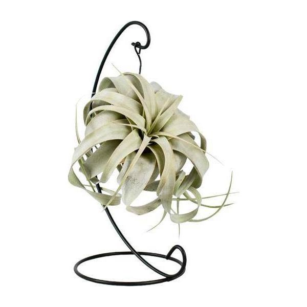 Pianta D'aria Tillandsia King Xero - Ø12Cm - ↕23Cm - Tillandsia Di Facile Cura Senza Terra - Pianta D'appartamento Esotica Per Soggiorno, Ufficio E Arredamento Moderno-image