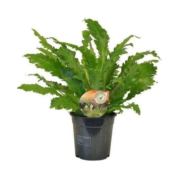 Felce Da Nido - Asplenium Campio - Pianta Da Appartamento - Ø17Cm X ↕50Cm - Felce Decorativa Per Soggiorno, Ufficio E Interni-image