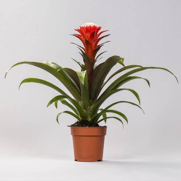 Bromeliacea - Guzmania Hope - Pianta Da Appartamento - Ø12Cm - ↕40Cm - Pianta Fiorita Esotica Con Brattee Rosse E Arancioni - Facile Da Curare E Decorativa-image
