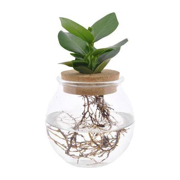 Clusia In Vaso Sferico Con Tappo A Scatto - Ø12Cm - ↕30Cm - Decorazione Idroponica Con Piante Verdi - Vaso Per Piante Di Facile Manutenzione Per Soggiorno, Ufficio E Giardino D'inverno-image