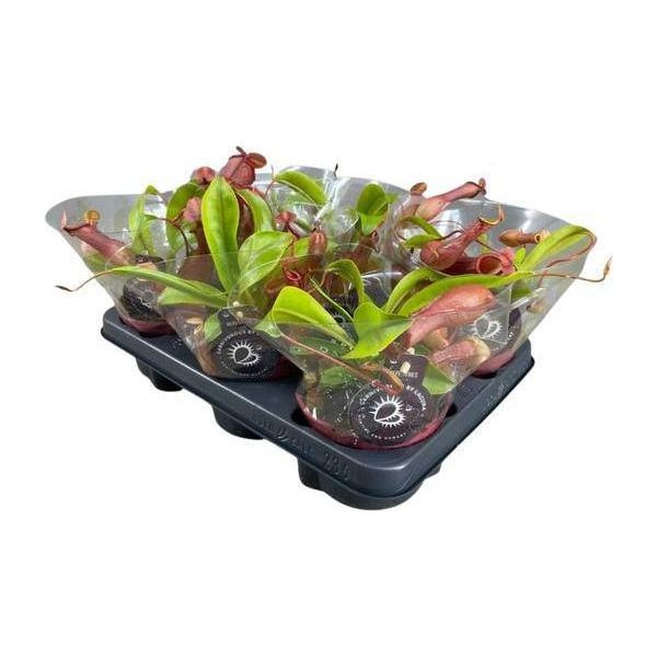 Pianta Carnivora - Nepenthes Alata - Pianta Da Brocca - Ø12Cm - ↕17Cm - Pianta D'appartamento Esotica Con Trappole Decorative Da Brocca - Facile Da Curare E Decorativa-image