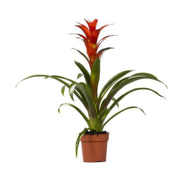 Bromeliacea - Guzmania Ostara - Pianta Da Appartamento - Ø12Cm - ↕45Cm - Pianta Fiorita Esotica - Pianta Decorativa Di Facile Cura Per La Casa E L'ufficio-image