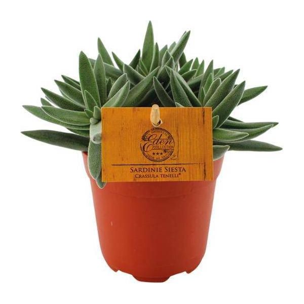 Succulente - Crassula Tenelli - Pianta Di Giada - Ø11Cm - Altezza Circa 15Cm - Pianta Da Appartamento Decorativa Con Foglie Carnose - Facile Da Curare E Robusta-image