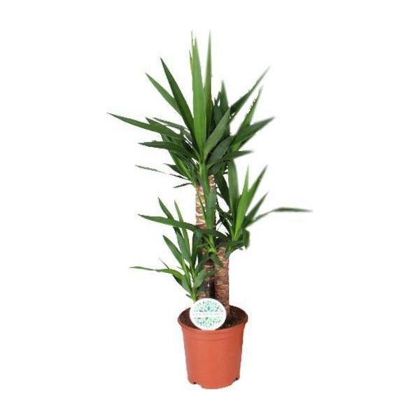 Giglio Di Palma - Yucca - Pianta D'appartamento - Ø21Cm - Altezza Circa 90Cm - Pianta Verde Di Facile Manutenzione Per Il Soggiorno, L'ufficio, Il Corridoio-image