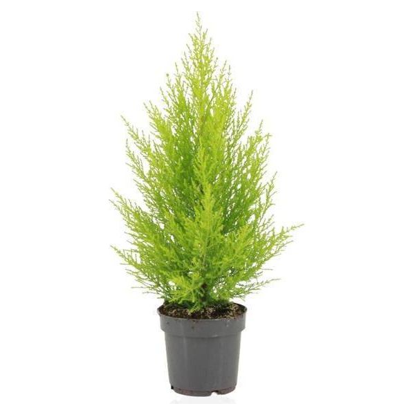 Cipresso Da Interno - Cupressus Macrocarpa Goldcrest Wilma - Ø14Cm - ↕55Cm - Elegante Conifera Con Aghi Giallo Oro - Pianta Da Appartamento Di Facile Manutenzione Per Soggiorno, Ufficio E Giardino D'inverno-image