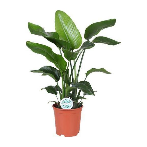 Strelitzia Arborea - Strelitzia Nicolai - Pianta D'appartamento - Ø21Cm - Altezza Circa 80Cm - Fiore Esotico Dell'uccello Del Paradiso Con Foglie Grandi - Pianta Decorativa Tropicale Di Facile Cura-image