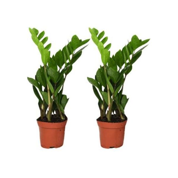Zamioculcas Zamiifolia - Piuma Fortunata - 2 Piante - Ø12Cm - Altezza Circa 40Cm - Piante D'appartamento Facili Da Curare Con Foglie Lucide - Piante Verdi Robuste Per Soggiorno E Ufficio-image