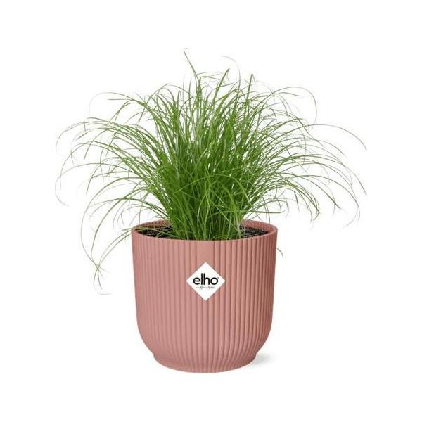 Erba Di Cipro A Foglie Alterne Cyperus Alternifolius Zumula - Pianta D'appartamento A Ombrello Con Vaso Decorativo Vibes Fold Pink Ø14Cm - Facile Da Curare E Che Purifica L'aria - Pianta Palustre Decorativa Per Soggiorno E Ufficio-image