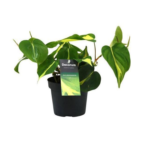 Baumfreund - Philodendron Brasil Scandens - Pianta Da Appartamento - Ø12Cm - Altezza Circa 20Cm - Pianta Rampicante Di Facile Manutenzione Per Casa, Ufficio E Interni-image