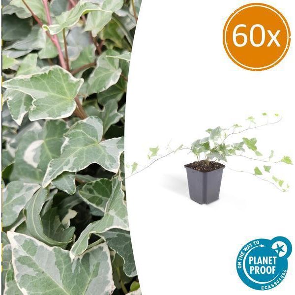 Edera Verde Bianca Hedera Helix 'Glacier' - ↕10-25Cm - Ø9Cm - 60 Piante - Resistente - Coprisuolo E Rampicante - Sole E Ombra - Facile Da Curare-image