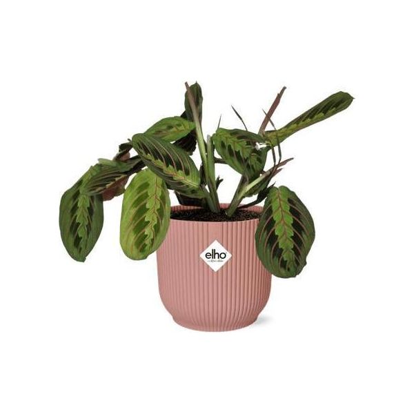 Maranta Leuconeura Fascinator Tricolor - Pianta Da Appartamento Ø14Cm ↕25Cm - Pianta Da Preghiera Decorativa In Una Fioriera Rosa Vibes Fold-image