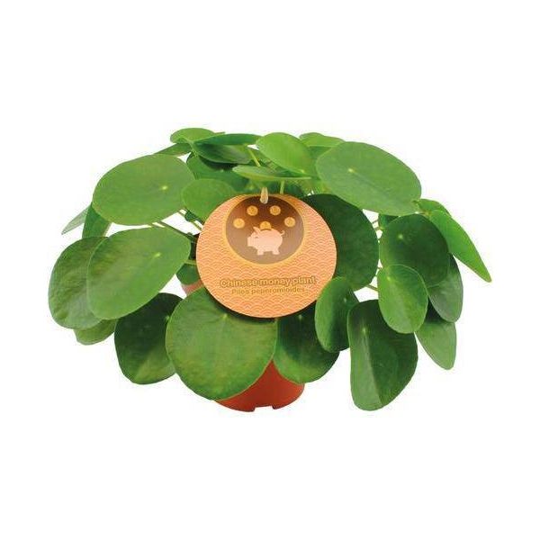 Albero Dei Soldi Cinese - Pilea Peperomioides - Ø15Cm - Altezza Circa 30Cm - Pianta Portafortuna Di Facile Manutenzione Con Foglie Rotonde - Pianta Da Appartamento Di Tendenza-image