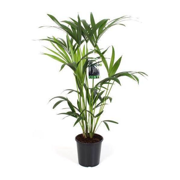 Palma Kentia - Howea Forsteriana - Pianta D'appartamento Ø19Cm ↕80Cm - Palma Purificatrice D'aria Di Facile Cura Per Il Soggiorno, L'ufficio E Il Corridoio-image