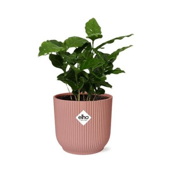 Pianta Di Caffè - Coffea Arabica - Pianta Da Appartamento In Vaso Vibes Fold 14Cm Rosa - Pianta Di Caffè Tropicale Per Casa E Ufficio-image