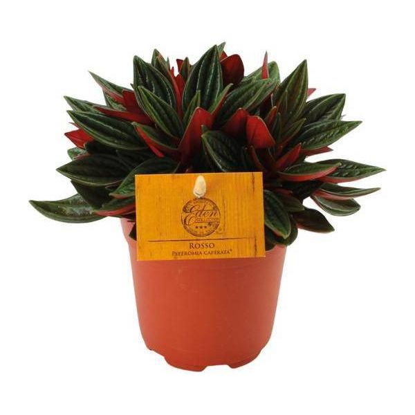 Peperomia Caperata 'Rosso' - Pianta Ornamentale Da Appartamento - Ø11Cm - Altezza Circa 15Cm - Pianta Compatta A Foglie Ornamentali Con Parte Inferiore Rossa - Facile Da Curare E Decorativa-image
