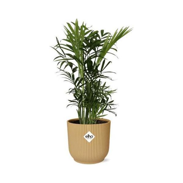 Palma Di Montagna - Chamaedorea Elegans - Pianta D'appartamento Di Facile Cura In Vaso Vibes Fold 14Cm Giallo - Purificante Dell'aria E Decorativa-image