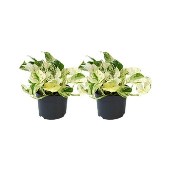 Epipremnum Happy Leaf - Edera - 2 Piante - Ø12Cm - Piante Da Appartamento A Crescita Ricadente - Piante Verdi Con Foglie Decorative - Piante Rampicanti Di Facile Cura Per Soggiorno E Ufficio-image