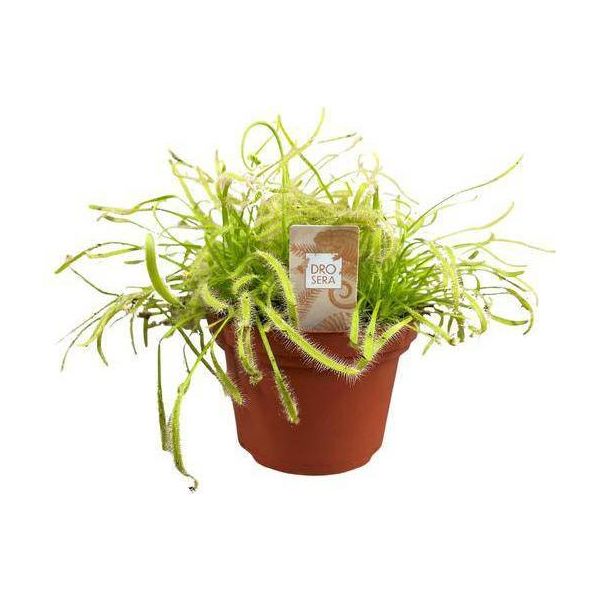 Drosera Capensis - Pianta Carnivora Da Appartamento - Ø 12 Cm - Altezza Circa 17 Cm - Pianta Cattura Insetti Con Effetto Goccia Di Rugiada - Facile Da Curare E Decorativa-image
